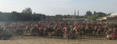 甘肃敦煌骑骆驼项目暂停：每日顾客上万名，1000多匹骆驼累到体力不支