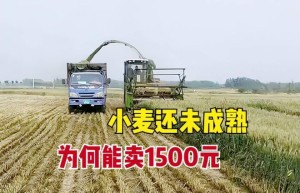 1500元一亩收青麦太反常引热议，粮食安全需高度重视！