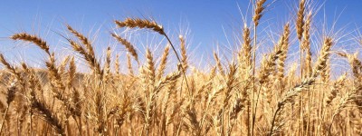 2022年全国已收获冬小麦面积近3800万亩，喜迎丰收和增产！