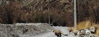 国家一级保护动物“雪山之王”的雪豹现身甘肃平凉