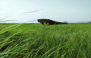 鄱阳湖河床变草原 当地人开车飞驰 实图草长二三十厘米