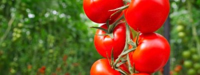 催熟的西红柿到底能不能吃?