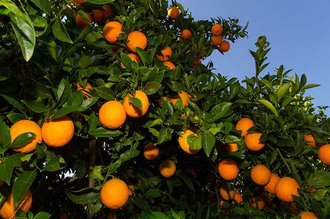 海南多地橙子进入成熟采摘期
