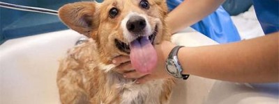 宠物经济日趋升温 业界：行业发展迎来新机遇