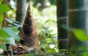 “素菜中第一品”春笋的选购和食用健康知识