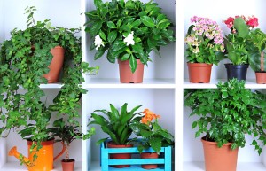 山东最大盆栽蔬菜生产商富景中国三次递交上市申请