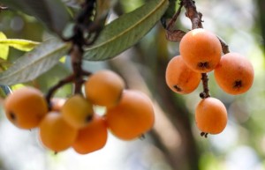 中国传统节气小满：小得盈满，丰收在即！