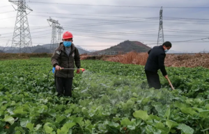 统筹做好新冠肺炎疫情防控和农业生产