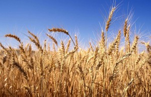 2022年全国已收获冬小麦面积近3800万亩，喜迎丰收和增产！