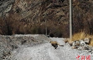 国家一级保护动物“雪山之王”的雪豹现身甘肃平凉