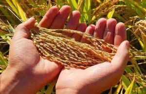 中国助力应对粮食安全挑战,推动构建人类命运共同体不懈努力