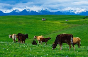 盛夏好时节，新疆旅游正当时！