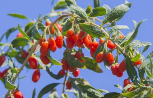 枸杞产业转型升级，“枸杞之乡”精河县充分发挥自身优势