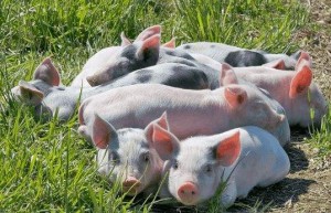 后市生猪价格不具备持续大幅上涨的基础