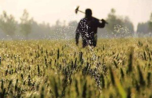 种粮农民挑上“金扁担”（粮食生产一线探行）