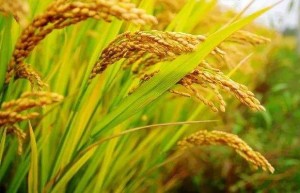 我国秋粮陆续进入成熟期 良种夯实粮食稳产增产基础