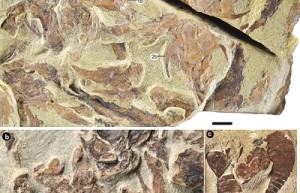 4.4亿年前鱼类化石，揭开生命演化奥秘