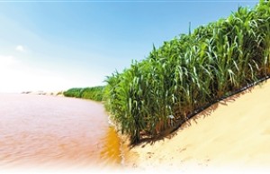 菌草是什么草？