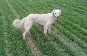 细狗什么意思？“细狗”是什么梗？细狗网络用语什么意思？