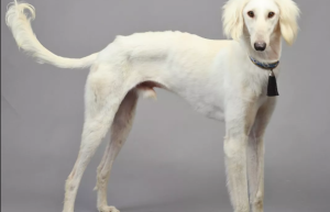 说男生细狗什么意思？细狗网络用语什么意思？