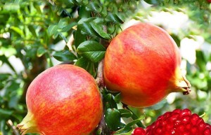 搭上电商快车河阴石榴不愁卖