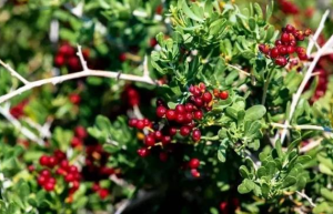 戈壁滩变身“金果园”