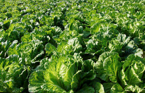 远缘杂交成功 大白菜实现“择偶自由”