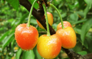 “空调樱桃”受市场热捧