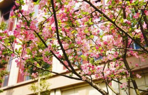 春暖花开，微风不燥，我想去大学校园看看！