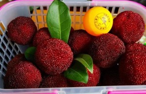 一男子吃杨梅吃出尿毒症：每天一斤连吃20天，有糖尿病肾脏功能不好