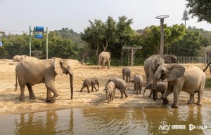 清远长隆计划明年向游客开放，建设工程全面提速