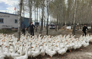 1600只大鹅抵10万欠款，法院强制执行