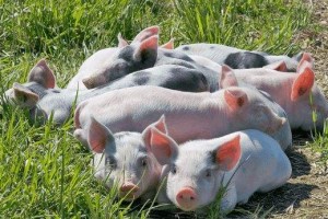 后市生猪价格不具备持续大幅上涨的基础